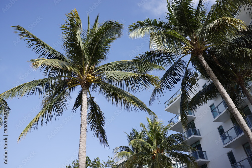 Iconic Coconut Palm trees in Miami beach Florida USA
