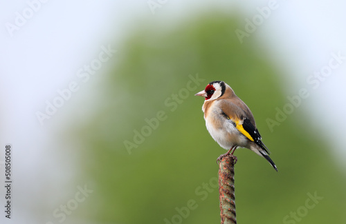 Close up of a Goldfinch - Carduelis carduelis - perched on a iron post in Frankfurt, Germany