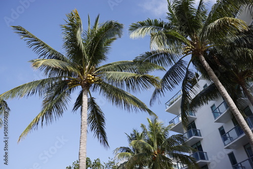 Iconic Coconut Palm trees in Miami beach Florida USA