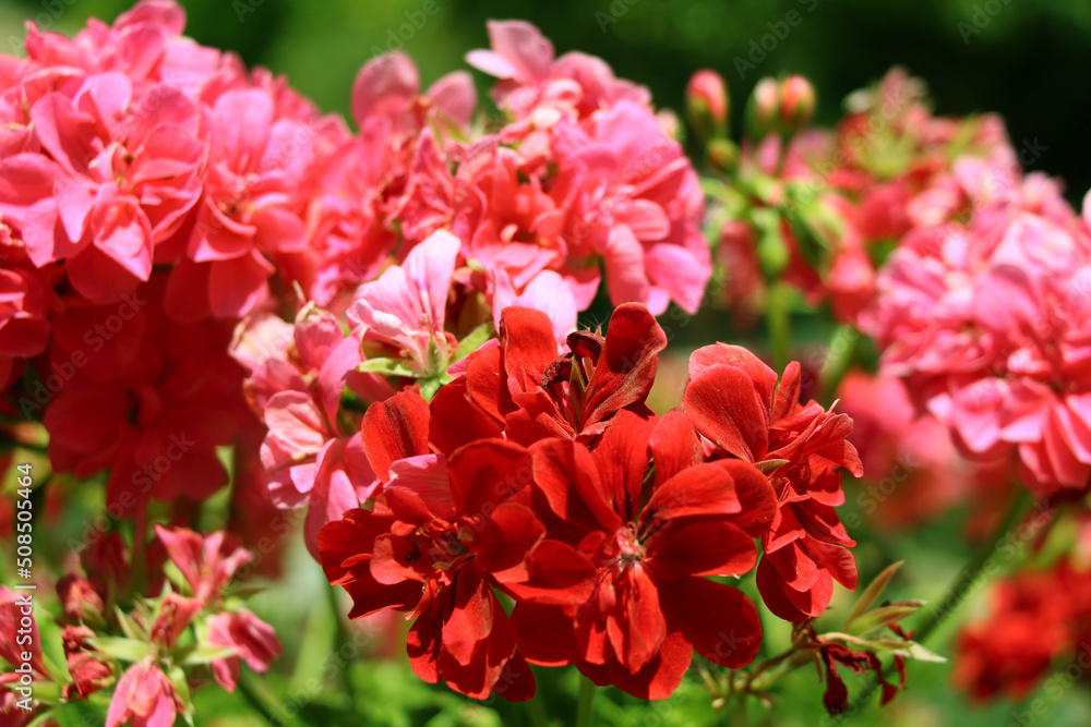 red and white flowers