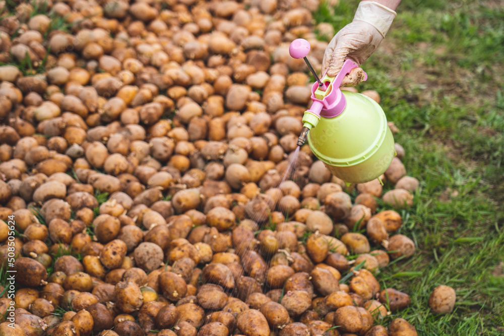 Potato Insecticides spraying of potato tubers before planting from pests, Treatment of ...