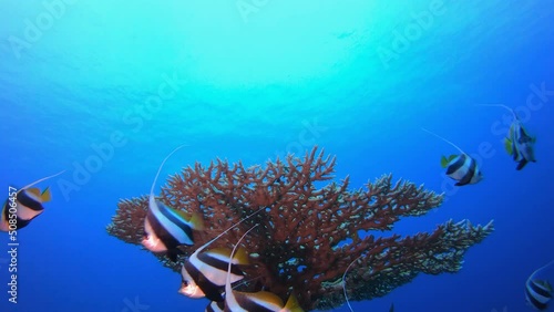 Underwater Colourful Reef Fish. Underwater tropical banner-fish (Heniochus diphreutes). Hard coral table coral. Tropical blue water colourful fishes. Colourful tropical coral reefs. photo