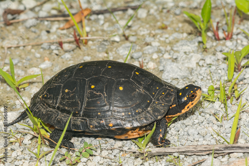 Spotted Turtle - Clemmys guttata Spotted Turtle - Clemmys guttata