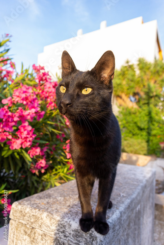 Black Cat on Garden Wall