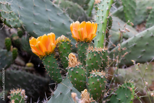 Orange Cactus Flowers