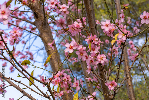 Blossoming Tree in Spring