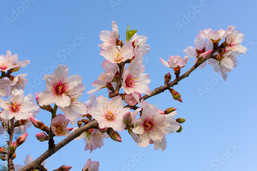 Pink Almond Blossoms