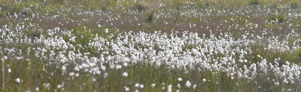 Cotton grass on marshland  Bodmin Moor