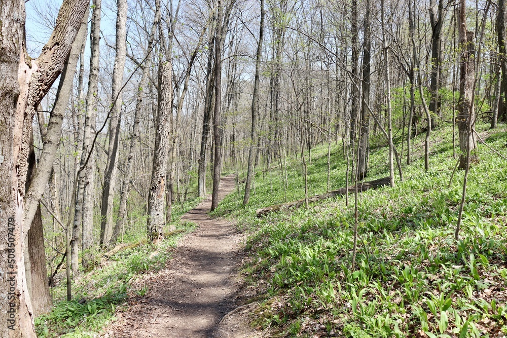 The dirt hiking trail in the forest on a sunny day. The dirt hiking trail in the forest on a sunny day.