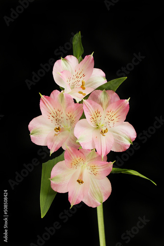 Alstroemeria against black
