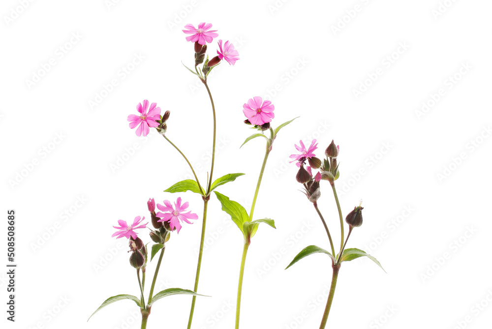 Group of red campion Group of red campion