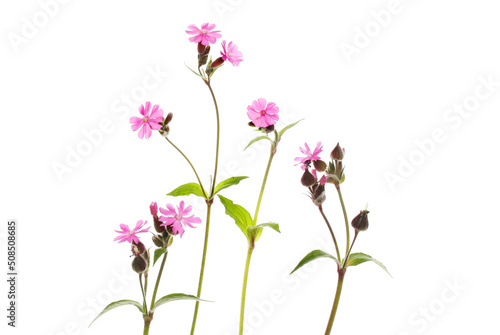 Group of red campion photo