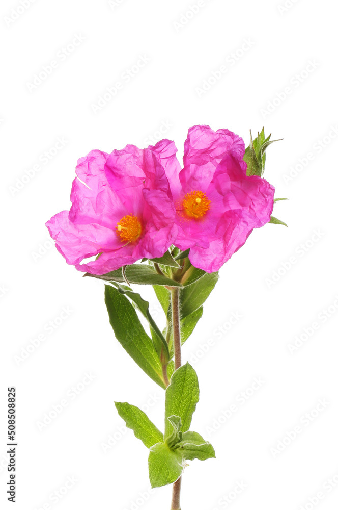Fototapeta premium Rockrose flowers and foliage