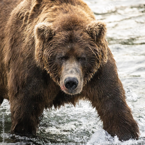 Alaskan brown bear fishing in river with salmon blood on face