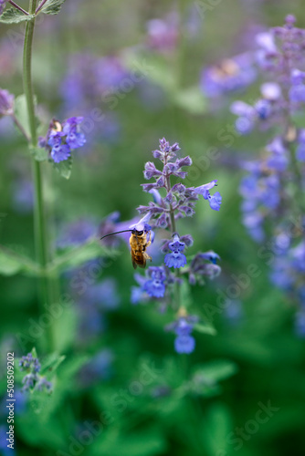 Fototapeta Naklejka Na Ścianę i Meble -   Bee eating nectar at purple little flowers in garden