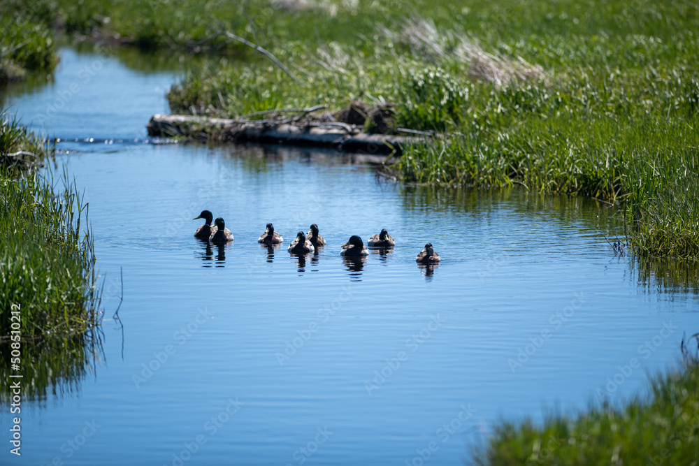 Multiple wild mallard ducks swimming up a stream. Both sides of the marshy land have tall green grass, reeds, and a rocky bank. The ducks are young. The water is blue and smooth with reflections. Multiple wild mallard ducks swimming up a stream. Both sides of the marshy land have tall green grass, reeds, and a rocky bank. The ducks are young. The water is blue and smooth with reflections.