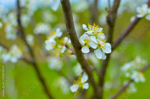 Cherry tree blossoms with blurred background, bright and happy spring landscape, background