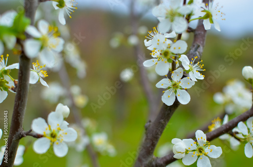 Cherry tree blossoms with blurred background, bright and happy spring landscape, background