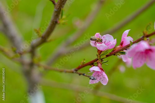 Peach blossom in the sunny day on green background
