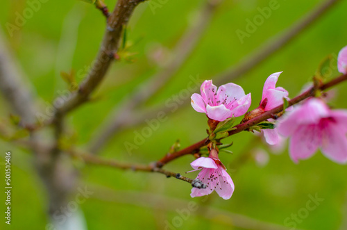 Peach blossom in the sunny day on green background