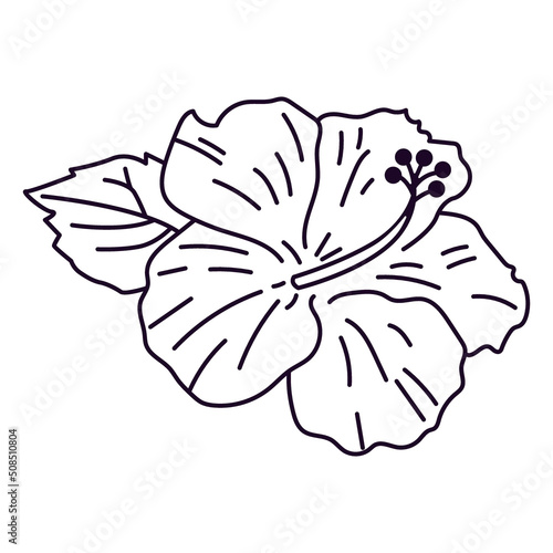 Fototapete Hibiscus Flower Design Stroke. High quality vector