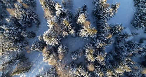 Top down view over trees, forests and clearings, aerial of winter landscape photo