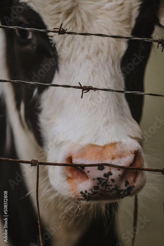Cow behind barbwire