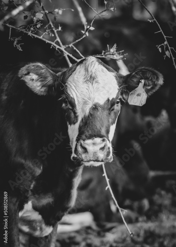 Cow in the trees
