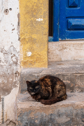 street cat, Essaouira, morocco, africa photo
