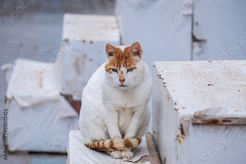 street cat, Essaouira, morocco, africa photo