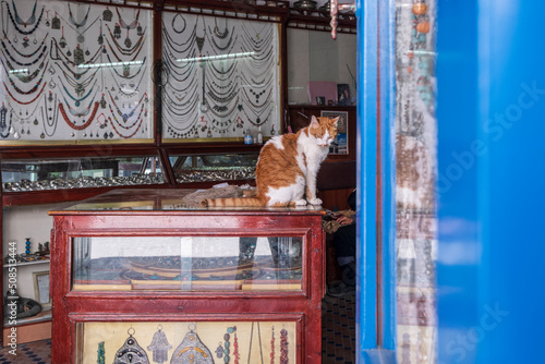 cat on the counter of a jewelry store, Surroundings of the Ben Youssef Mosque, Essaouira, morocco, africa photo