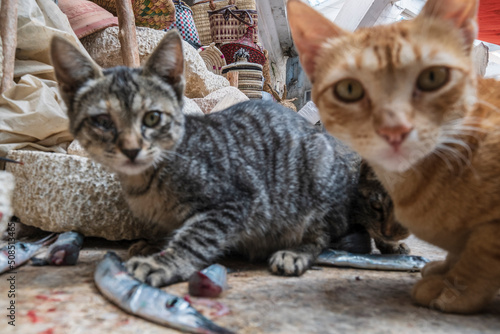 cats eating the leftovers from the fish market in the medina, Essaouira, morocco, africa photo
