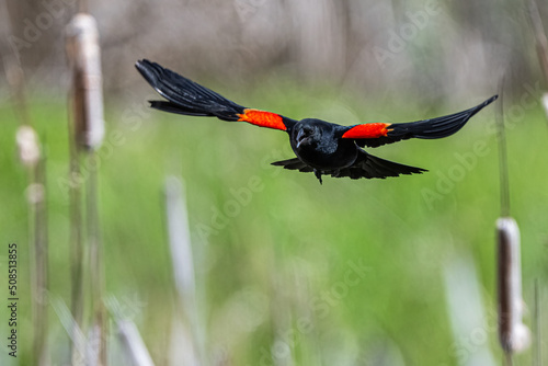 Male Red-winged Blackbird (Agelaius phoeniceus) in Flight photo
