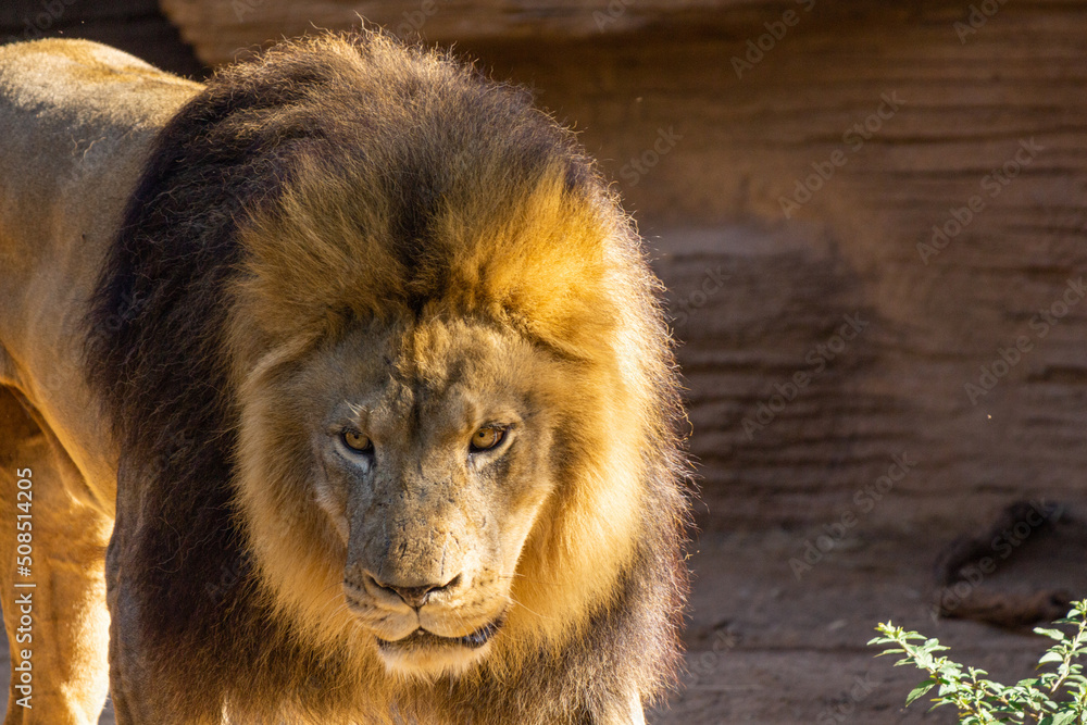 Naklejka premium Lion Facing forward