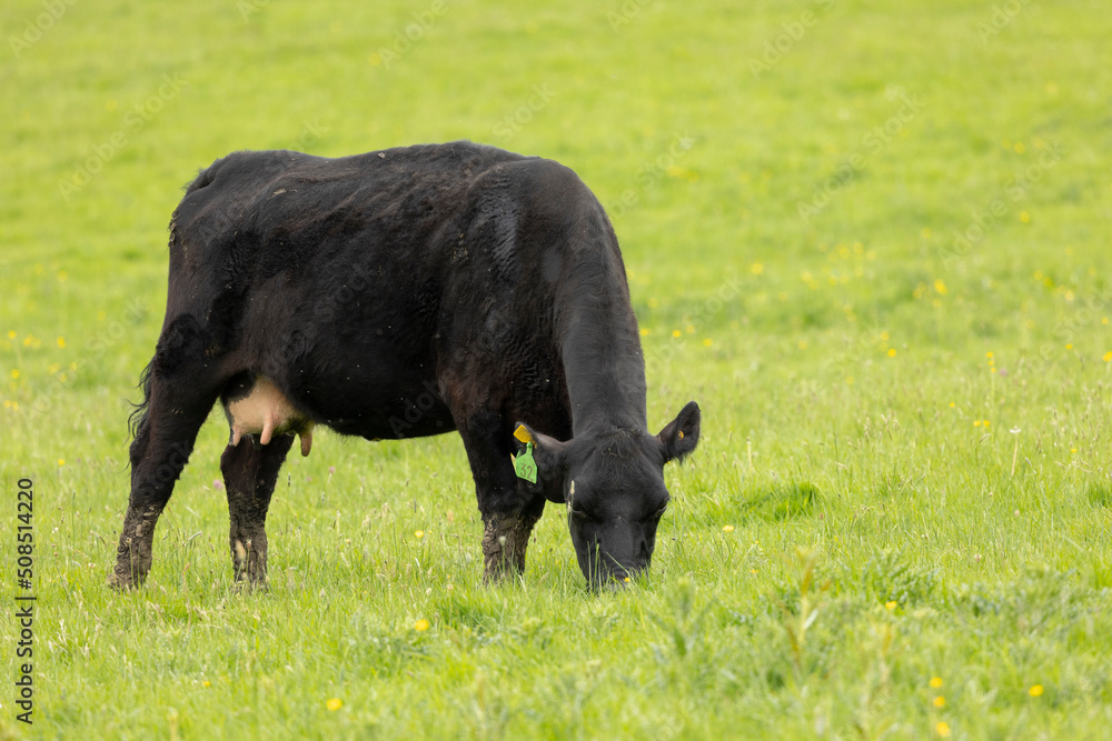 black cow grazing on fresh summer green grass