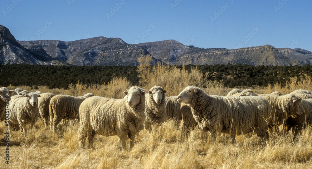 Fototapeta premium Sheep in Mountains Mesa Verde