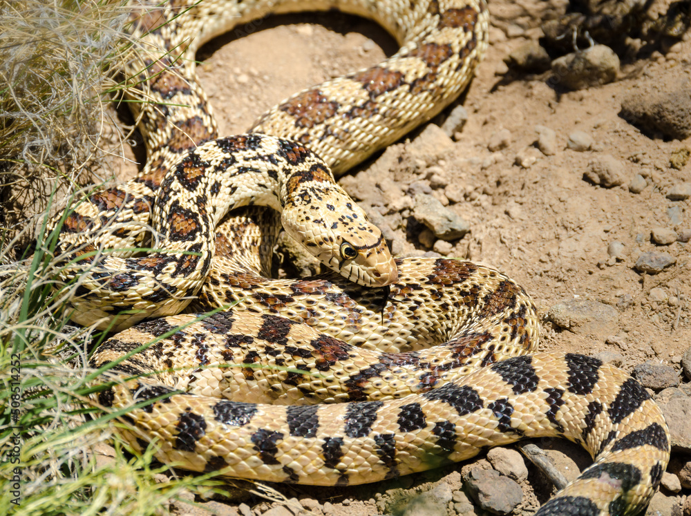 Fototapeta premium Great Planes Gopher Snake