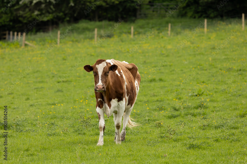 brown and white cow in a green pasture brown and white cow in a green pasture