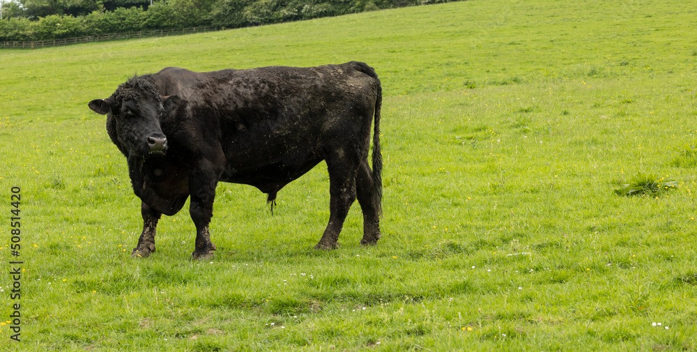 Black pedigree stud  bull on English farmland