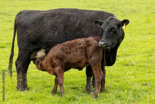 Canvas Print mother cow suckling her calf,  on a green field