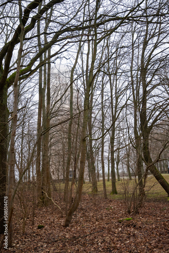 Old tower behind the bush