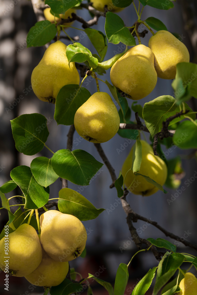 In the garden, pears ripen on a tree branch. Selective focus on a pear against the backdrop of beautiful bokeh