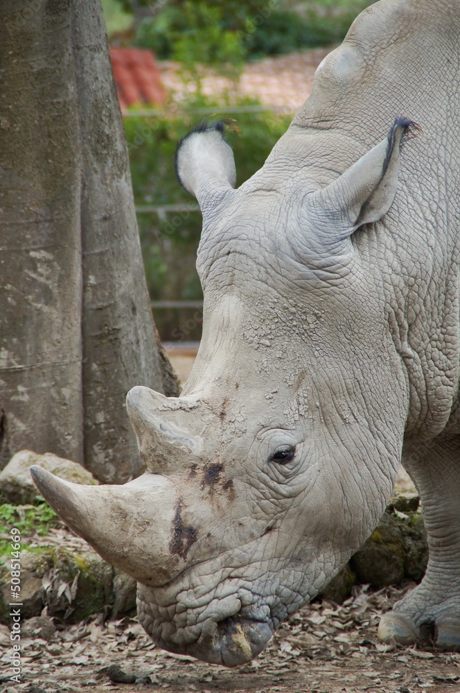 Nashorn Rhinozeros Rhino Zoo Horn Wildlife Nashorn Rhinozeros Rhino Zoo Horn Wildlife
