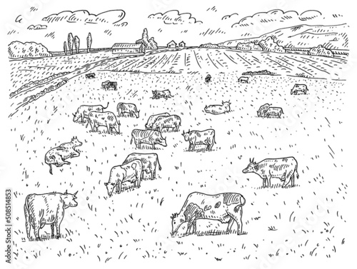 Cows graze in the meadow. Vintage black engraving