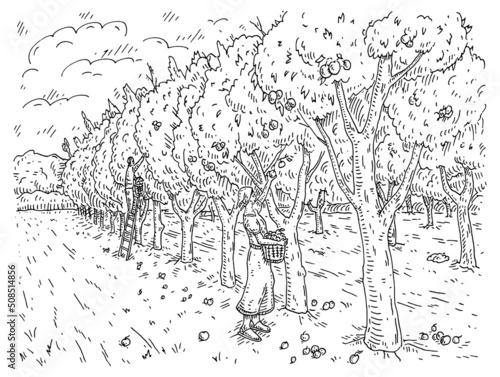Woman and man harvesting the apple in garden. Engraving black vintage