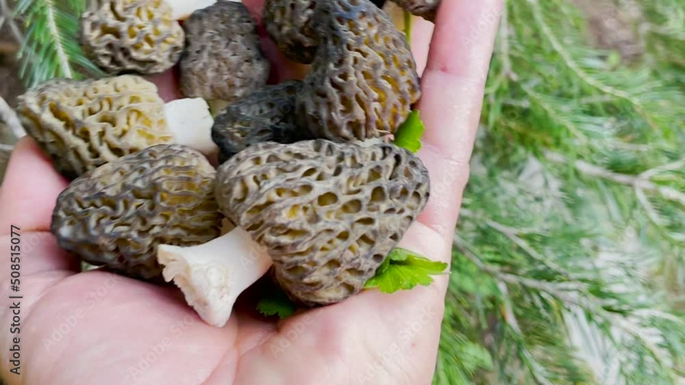 Finding, searching and collecting morel mushrooms Finding, searching and collecting morel mushrooms