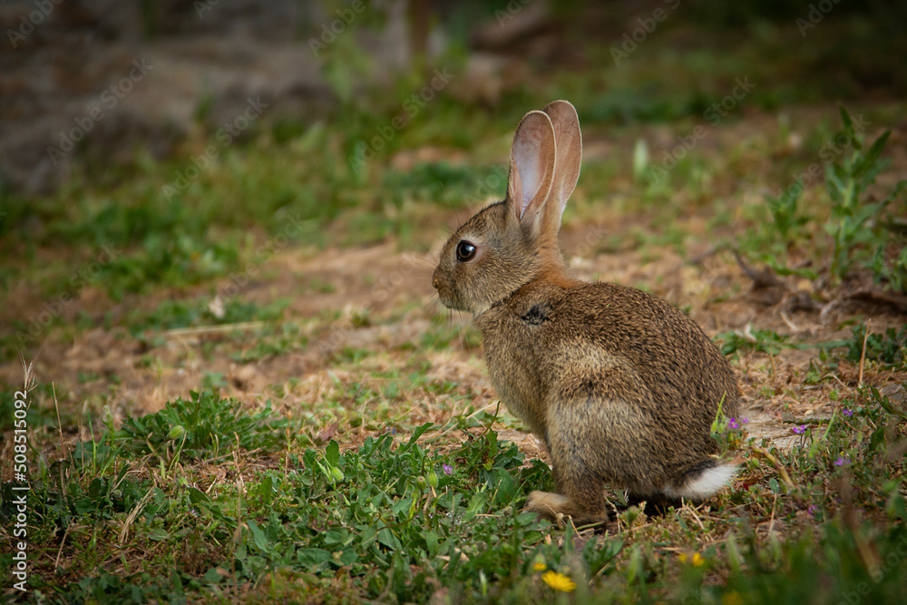 Fototapeta premium RABBIT
