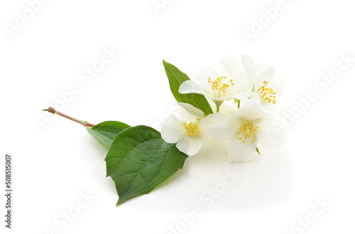 White beautiful jasmine with leaves.
