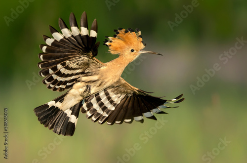 Canvas Print Eurasian hoopoe bird close up ( Upupa epops )