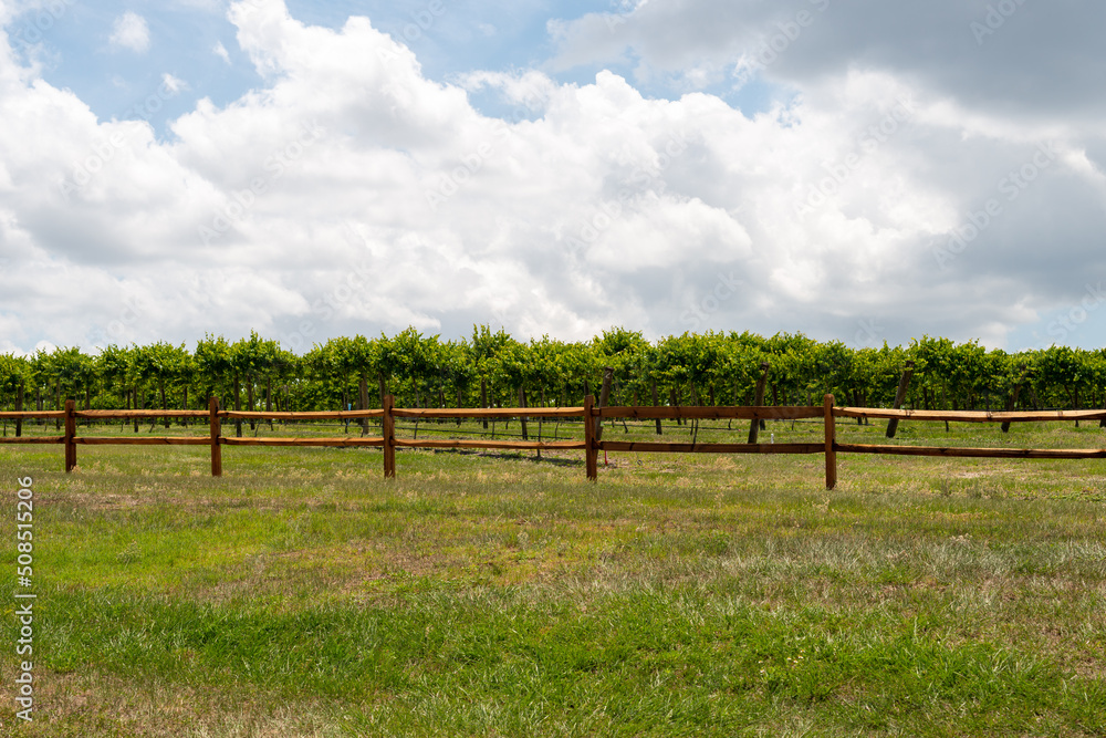 A green grassy meadow in the foreground with a wooden fence. There are rows of grapevines, trees and cultivated plants on trellises. The farmland's spring crop is a green grape for wine production. 